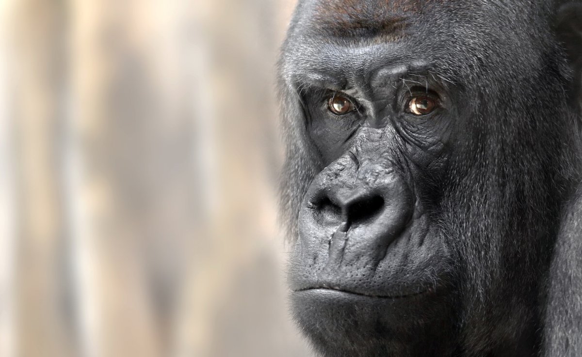 Le gorille King Kong